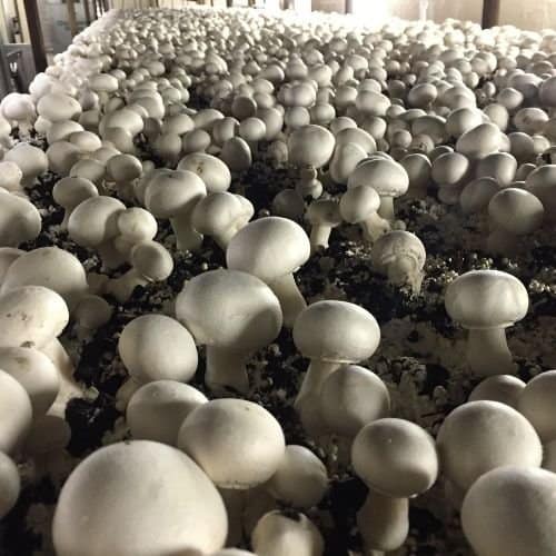 Agaricus Mushrooms