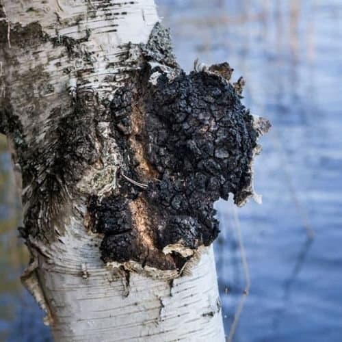 Chaga