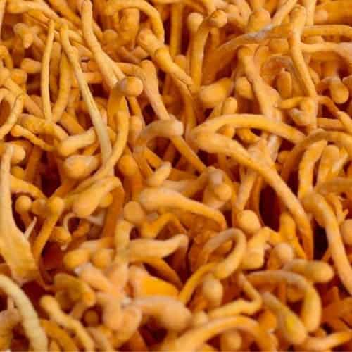 Cordyceps Militaris