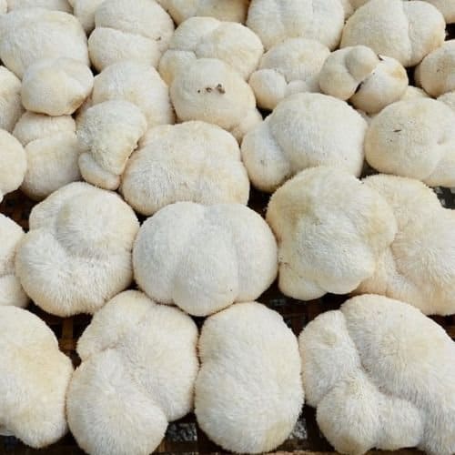 Lion's Mane Mushrooms