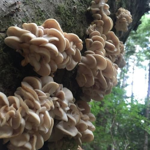 Oyster Mushrooms