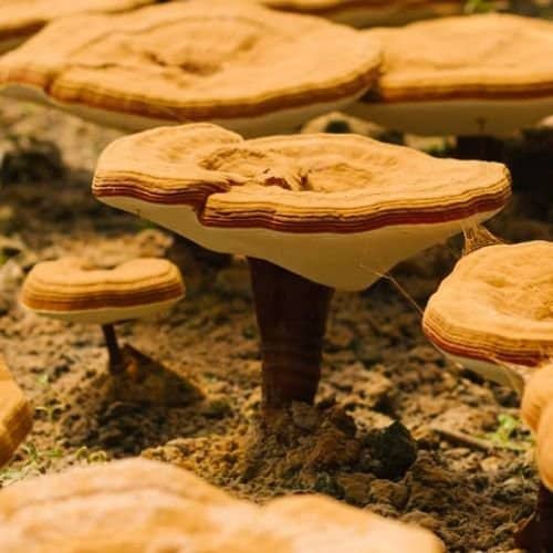 Reishi The King of Mushrooms