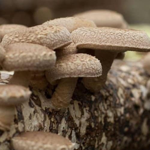 Shiitake Mushrooms