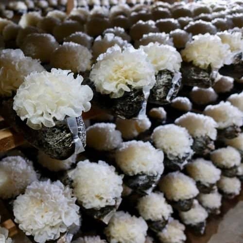 Tremella Mushrooms
