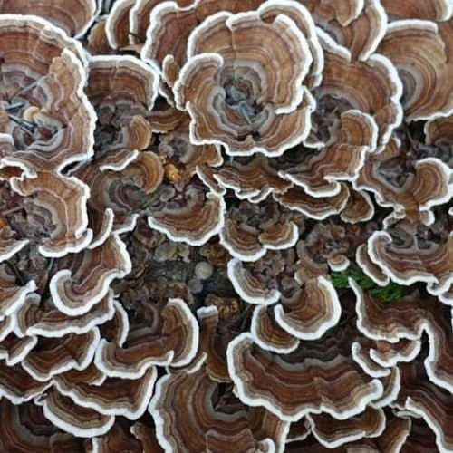 Turkey Tail